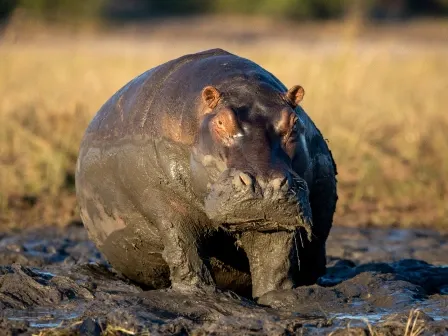 Image that shows a hippopotamus in mud