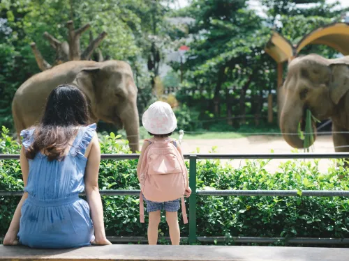 Image that shows a child and woman looking at elephants in a zoo exhibit