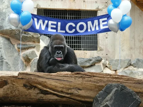 Image showing a welcome banner inside a gorilla exhibit
